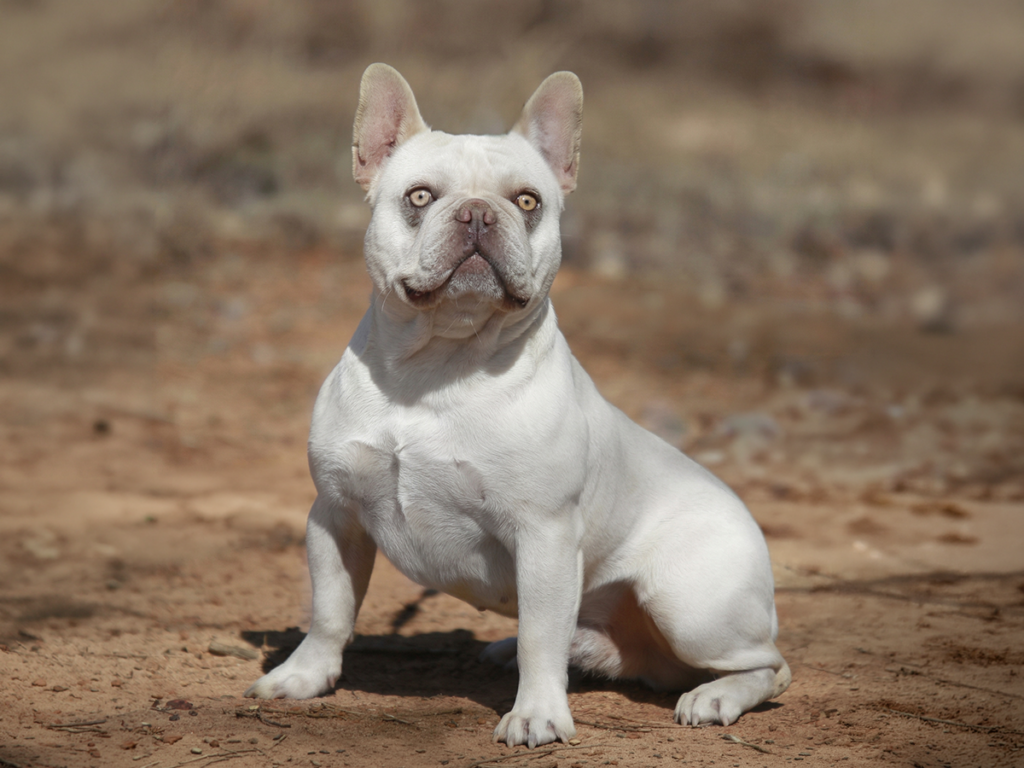 AKC French Bulldog Tennessee – Topdog French Bulldogs Platinum AKC French Bulldog from Topdog French Bulldogs in Tennessee