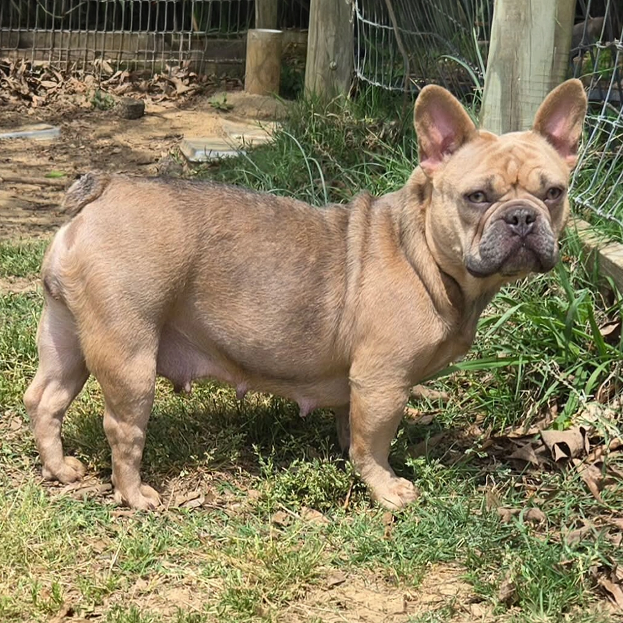 Frenchie Puppies For Sale 2 Frenchie Puppies For Sale Mimosa is a fawn sable frenchie female with puppies for sale