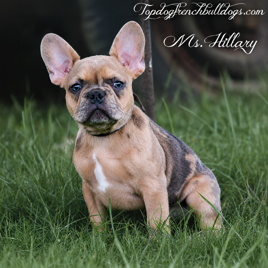 Frenchie Puppies For Sale 4 Frenchie Puppies For Sale Ms Hillary is a sable merle female AKC teacup Frenchie puppy for sale by Tennessee French Bulldog breeders