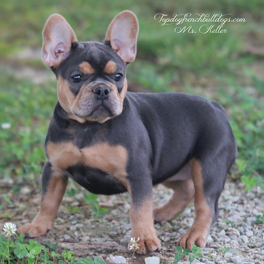 Frenchie Puppies For Sale 3 Frenchie Puppies For Sale Ms Keller is a black and tan black tri mini AKC Frenchie puppy for sale near me in Nashville TN