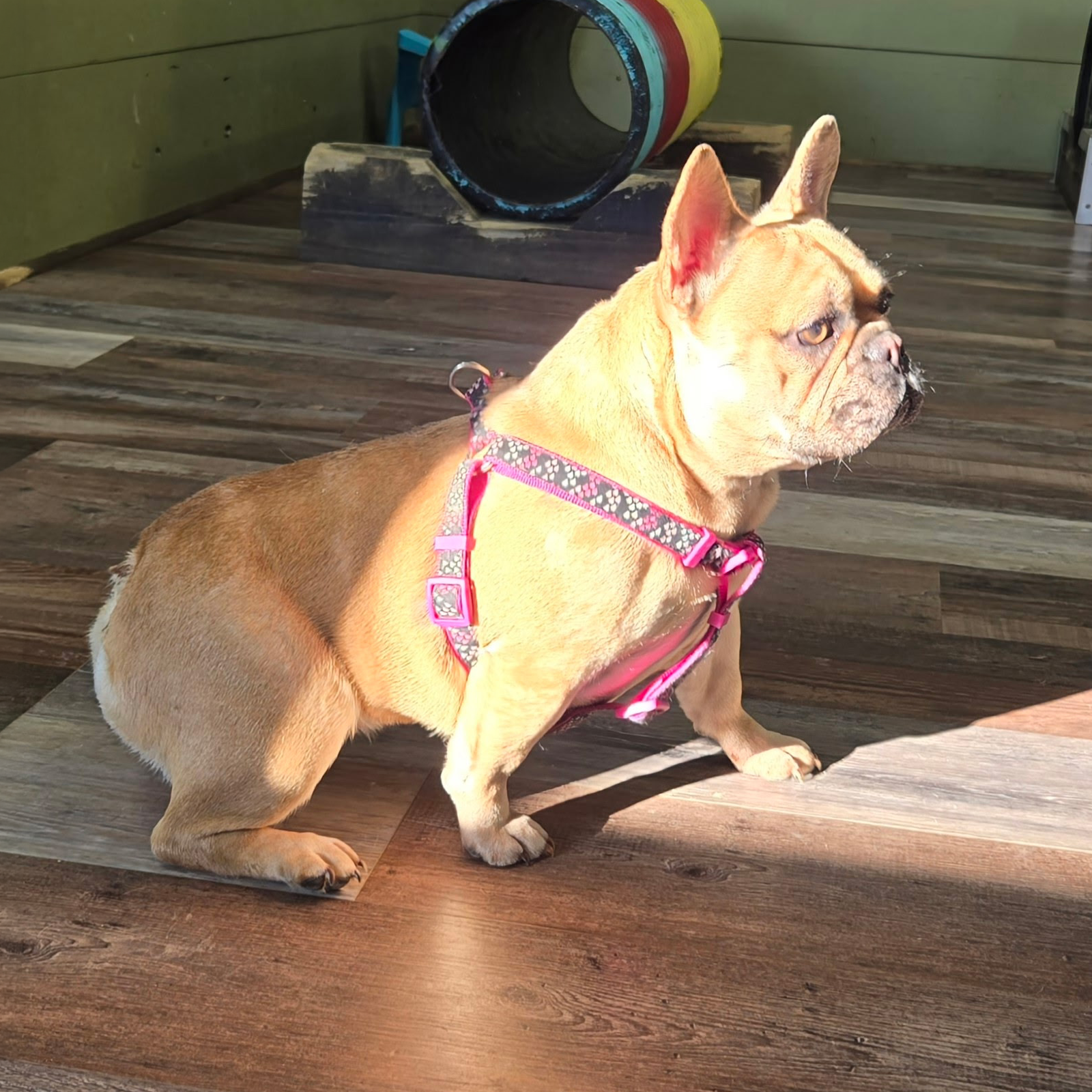 Frenchie Puppies For Sale 6 Frenchie Puppies For Sale Sedona is a fawn merle French Bulldog female with puppies for sale in TN