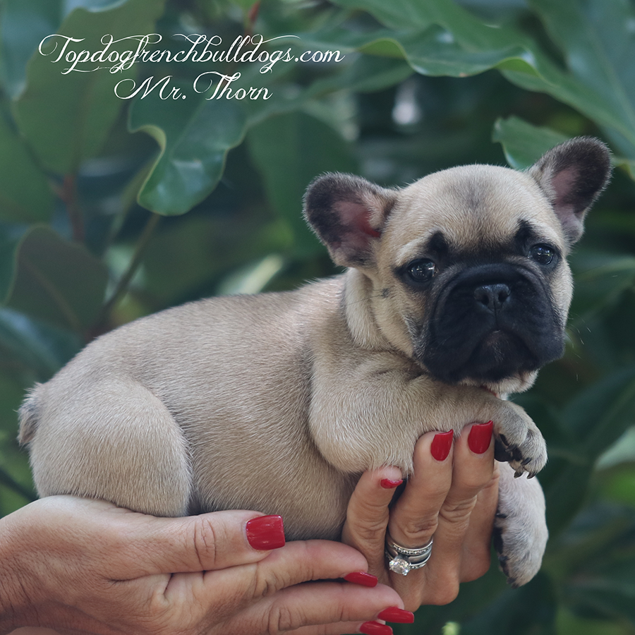 Frenchie Puppies For Sale 7 Frenchie Puppies For Sale Mr Thorn is a fawn AKC teacup French Bulldog puppy for sale in TN near me