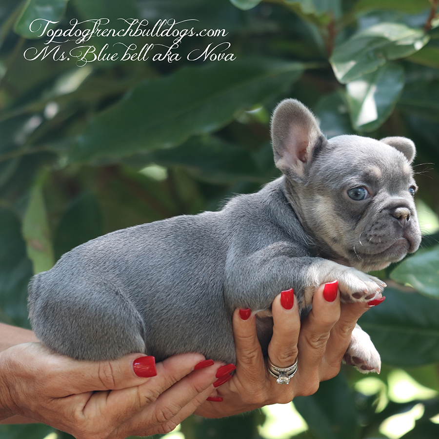 Frenchie Puppies For Sale 10 Frenchie Puppies For Sale Ms Bluebell is a blue and tan blue tri french bulldog puppy for sale in Tennessee near me