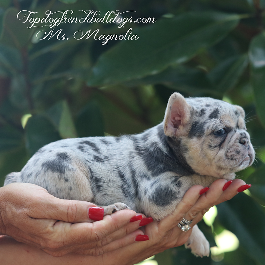 Frenchie Puppies For Sale 8 Frenchie Puppies For Sale Ms Magnolia is a lilac and tan lilac tri merle AKC mini French Bulldog puppy for sale in TN near me