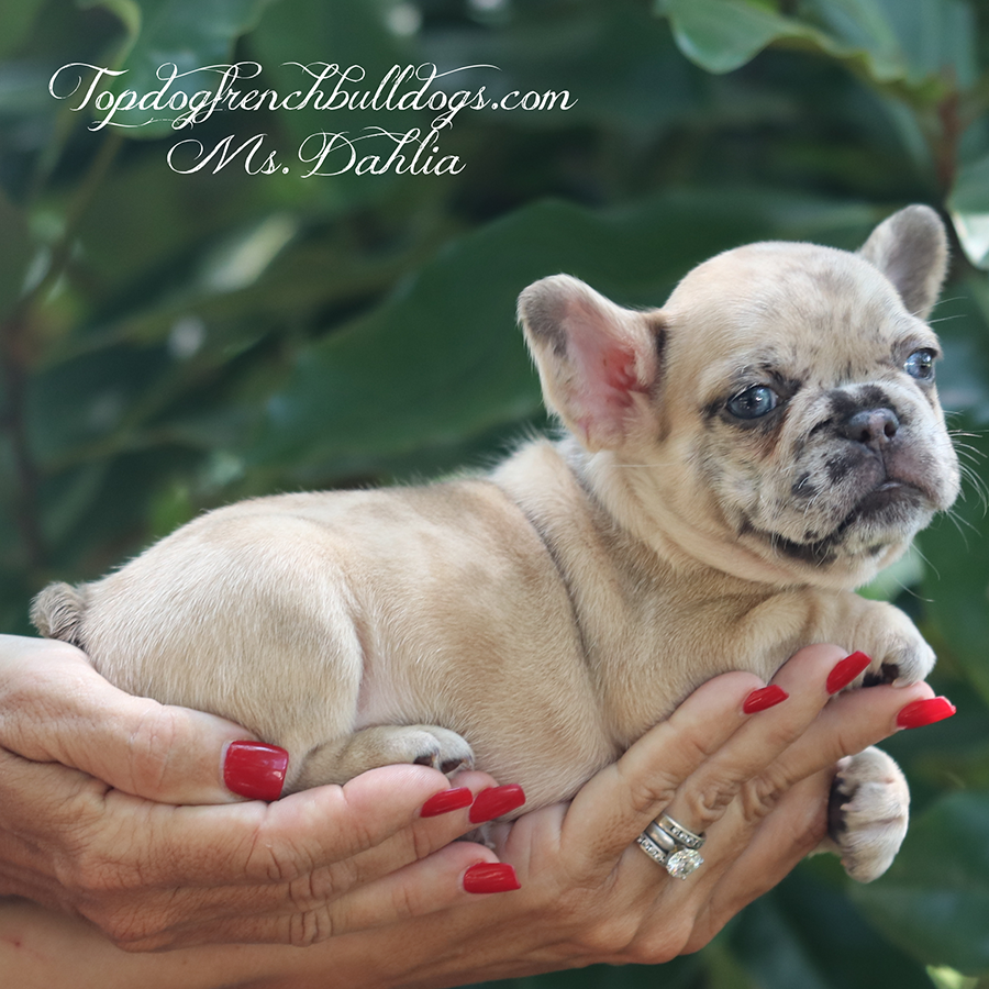 Frenchie Puppies For Sale 9 Frenchie Puppies For Sale Ms dahlia is a fawn merle tweed akc mini teacyp frenchie puppy for sale near me in tn or kentucky