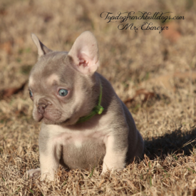 PAST PUPPY - NOT FOR SALE AKC French Bulldog Breeders