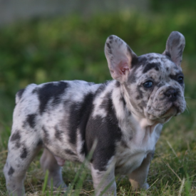 PAST PUPPY - NOT FOR SALE AKC Frenchie Breeders