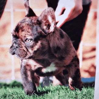 Baby Samurai Baby French Bulldogs