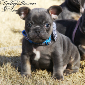 PAST PUPPY - NOT FOR SALE Blue French Bulldog Breeders