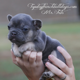 PAST PUPPY - NOT FOR SALE Blue Tri French Bulldog Puppies For Sale