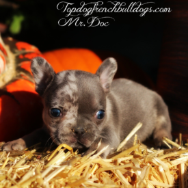 PAST PUPPY - NOT FOR SALE Blue Tri Merle French Bulldog