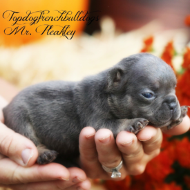 PAST PUPPY - NOT FOR SALE Blue and Tan French Bulldog