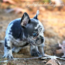 Past French Bulldog Puppies 35 Past French Bulldog Puppies Blue tri merle Frenchie puppies