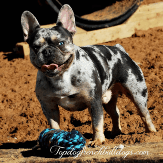Wagoo, aka Goober Blue tri merle french bulldogs for sale