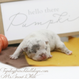 PAST PUPPY - NOT FOR SALE Chocolate Merle French Bulldog Price