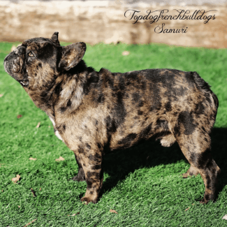 Short, Thick, & Compact! Chocolate Merle French Bulldog