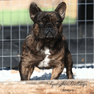 Samurai, Our Chocolate Merle Stud Chocolate Merle Frenchie Puppies For Sale