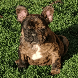Samurai As A Puppy Chocolate Merle Frenchies For Sale