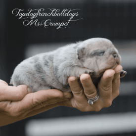 PAST PUPPY - NOT FOR SALE Cost of French Bull Dog