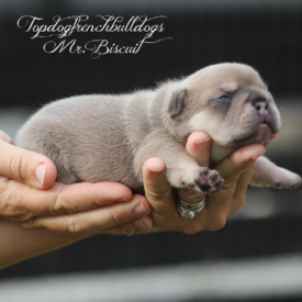 PAST PUPPY - NOT FOR SALE Fawn French Bulldog Puppy