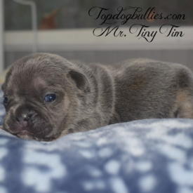 PAST PUPPY - NOT FOR SALE Fluffy French Bulldogs For Sale