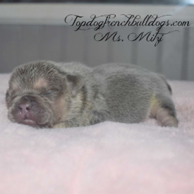 PAST PUPPY - NOT FOR SALE French Bulldog Best Breeders