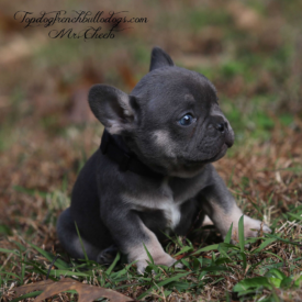 PAST PUPPY - NOT FOR SALE French Bulldog For Sale