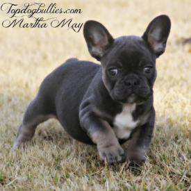 PAST PUPPY - NOT FOR SALE French Bulldog For Sale