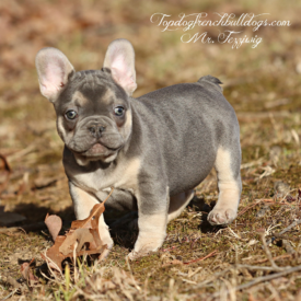 PAST PUPPY - NOT FOR SALE French Bulldog For Sell