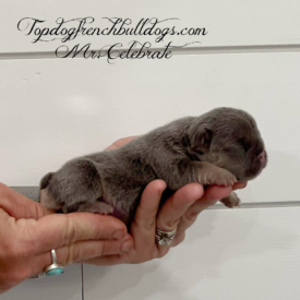 PAST PUPPY - NOT FOR SALE French Bulldog Puppies For Sale Near Me