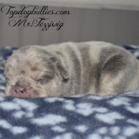 PAST PUPPY - NOT FOR SALE French Bulldog price