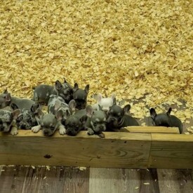 Past French Bulldog Puppies 39 Past French Bulldog Puppies French Bulldog puppies for sale