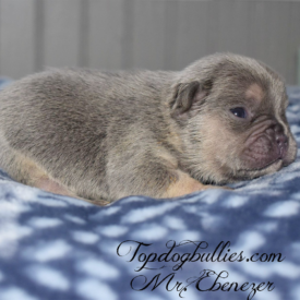 PAST PUPPY - NOT FOR SALE French Bulldogs To Buy