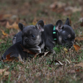 PAST PUPPIES - NOT FOR SALE Frenchie Breeders