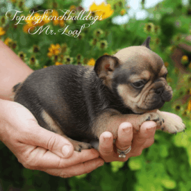 PAST PUPPY - NOT FOR SALE what is the average Frenchie Dog Price