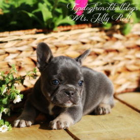 PAST PUPPY - NOT FOR SALE Frenchies Bulldogs For Sale