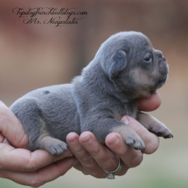 PAST PUPPY - NOT FOR SALE Frenchies Puppies