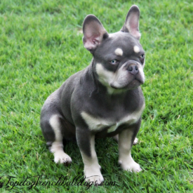 NOT FOR SALE Isabella French Bulldog For Sale