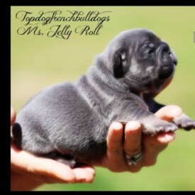 Past French Bulldog Puppies 43 Past French Bulldog Puppies Isabella french bulldog price