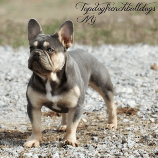 Our Sweet Tri Boy, MJ Lilac Cream French Bulldog Puppies For Sale