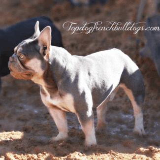 He Is Stunning! Lilac Cream French Bulldog Studs