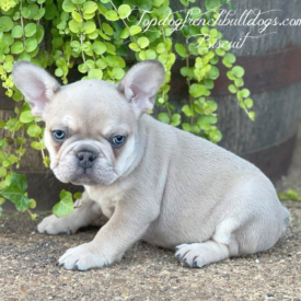 PAST PUPPY - NOT FOR SALE Lilac Fawn French Bulldog