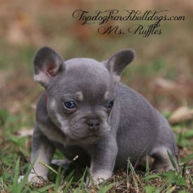 PAST PUPPY - NOT FOR SALE Lilac French Bulldog Price New York frenchies for sale