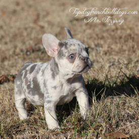 PAST PUPPY - NOT FOR SALE Lilac Merle Frenchie Puppies For Sale