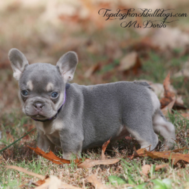 PAST PUPPY - NOT FOR SALE Lilac Tri French Bulldogs