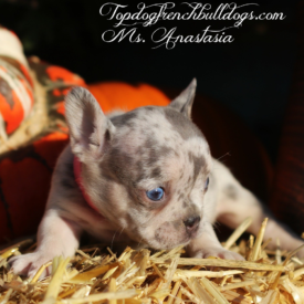 PAST PUPPY - NOT FOR SALE Lilac Tri Merle French Bulldog Puppy