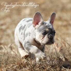 Past French Bulldog Puppies 24 Past French Bulldog Puppies Lilac merle french bulldog puppy