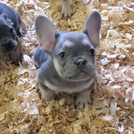 Past French Bulldog Puppies 53 Past French Bulldog Puppies Lilac tri Frenchie breeders near me