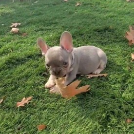 Past French Bulldog Puppies 41 Past French Bulldog Puppies Lilac tri Frenchie puppy Georgia