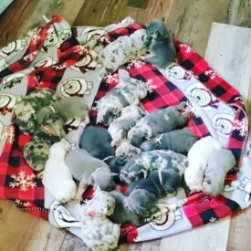 Past French Bulldog Puppies 7 Past French Bulldog Puppies Litter of rare color Frenchie puppies
